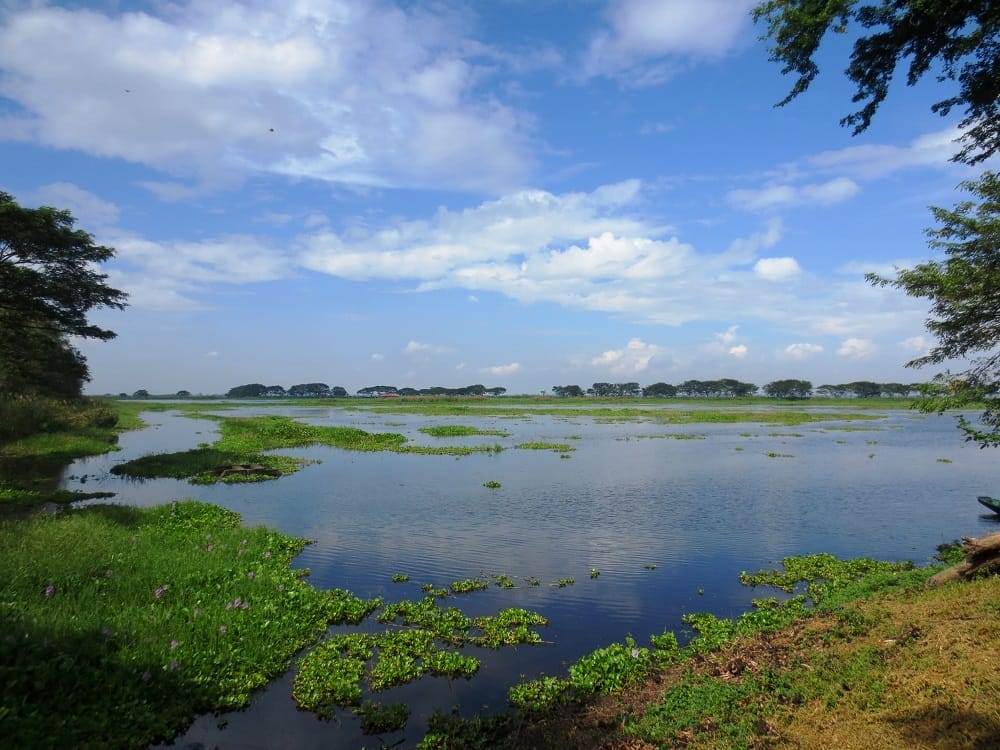 November 2013, bridge pond. Photo by Irene Dy.
