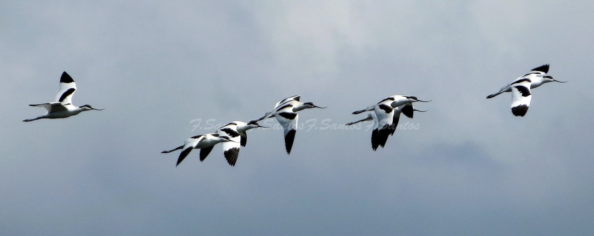 Pied Avocets in Bulacan (23 November 2015.) Photo by Kiko Santos.