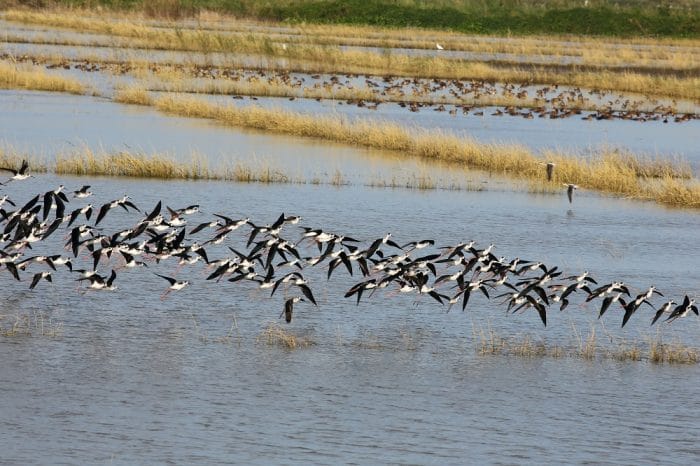 The pond where the Common Shelduck was spotted. Photo by Irene Dy.