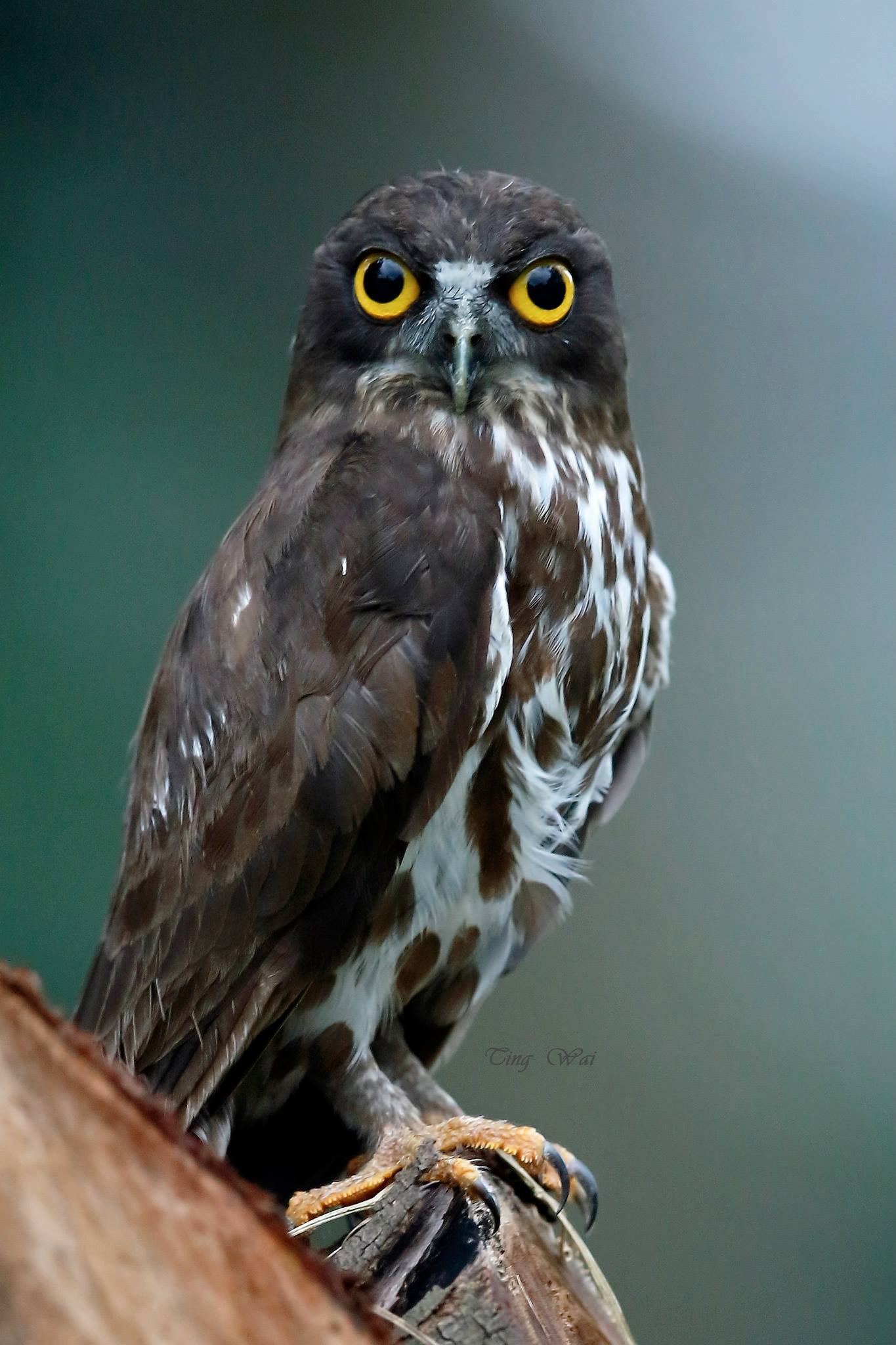 Possible Northern Boobook in New Manila, Quezon City (23 September 2014.) Photo by Peter Ting.