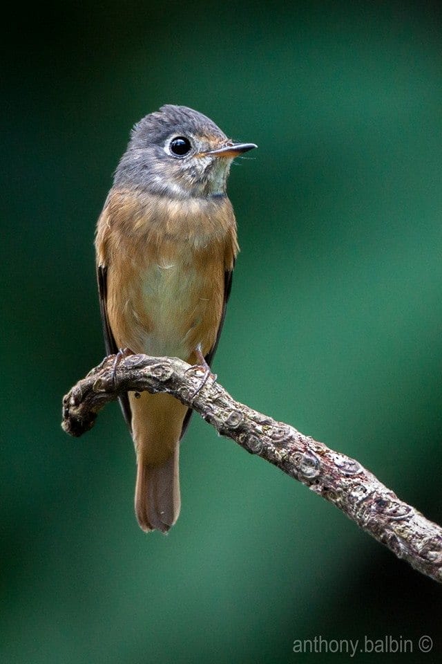 Ferruginous Flycatcher in La Mesa Ecopark, Quezon City (01 November 2014.) Photo by Anthony Balbin.