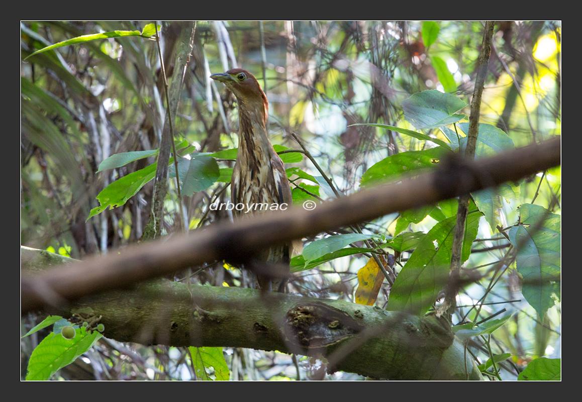 Japanese Night Heron in Negros Occidental (18 November 2014.) Photo by Clemn Macasiano, Jr.