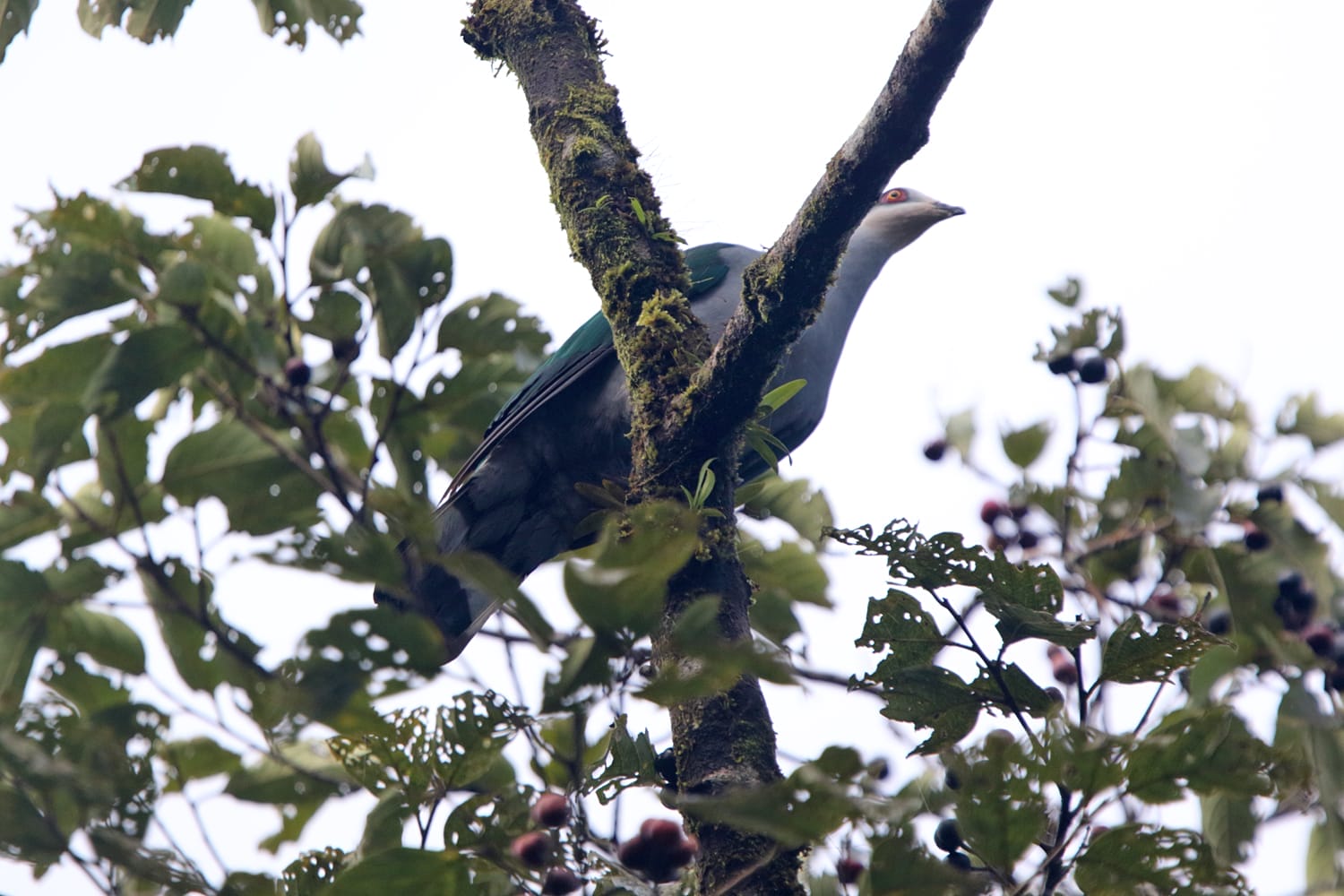 Mindoro Imperial Pigeon. Photo by Robert Hutchinson.