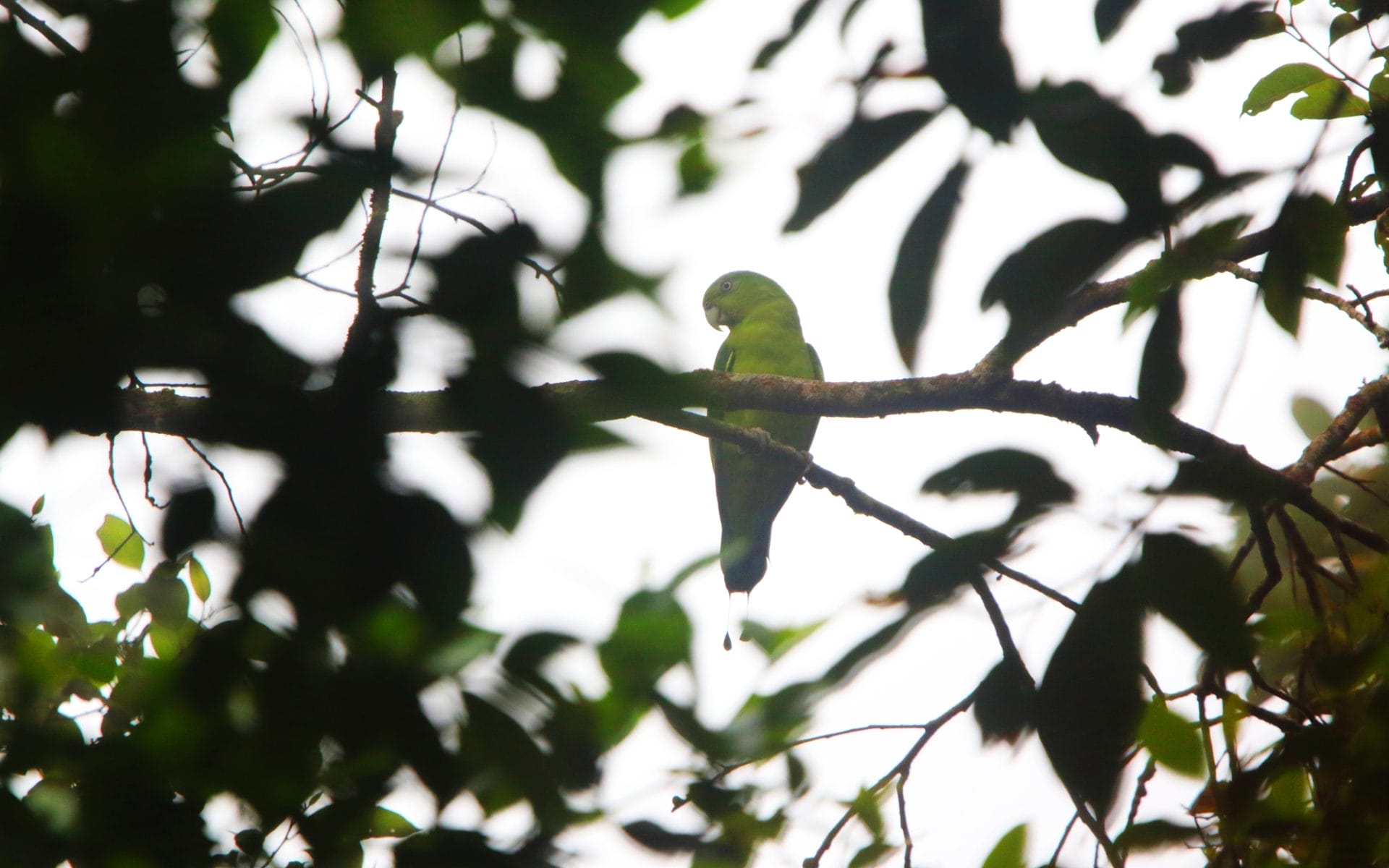 Mindoro Racquet-tail. Photo by Robert Hutchinson.