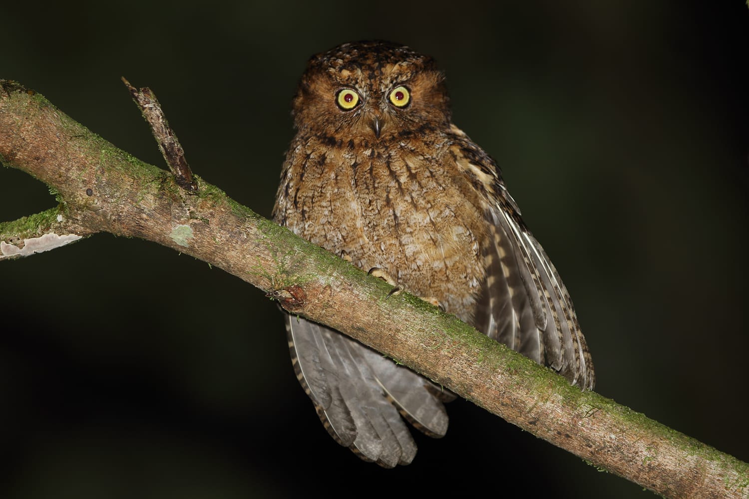 Mindoro Scops Owl. Photo by Robert Hutchinson.