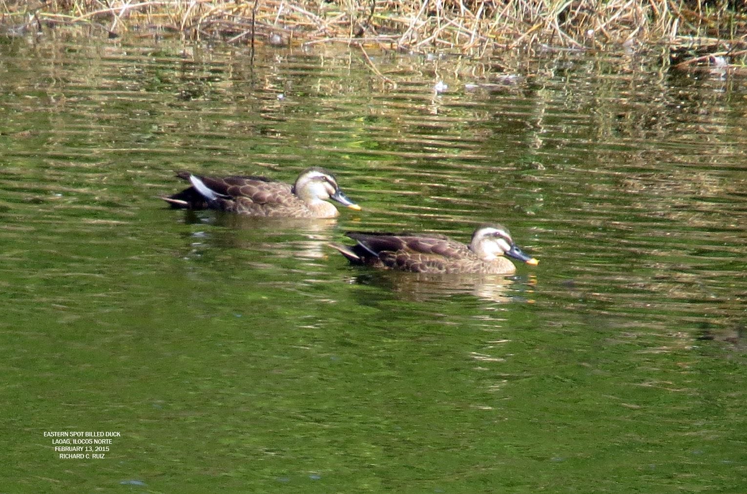 Eastern Spot-billed Ducks in Laoag, Ilocos Norte (17 January 2015.) Photo by Richard Ruiz.