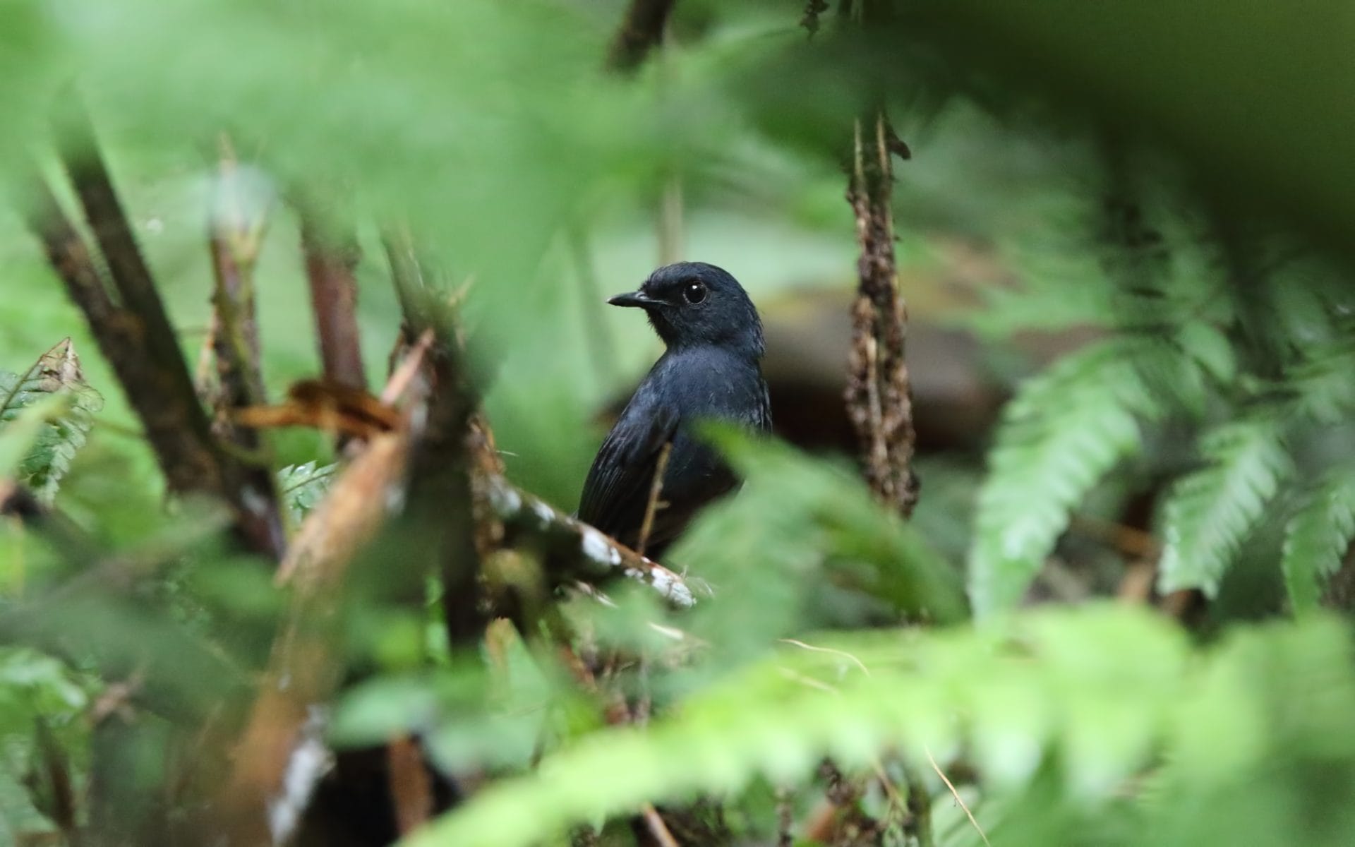 White-browed Shortwing. Photo by Robert Hutchinson.