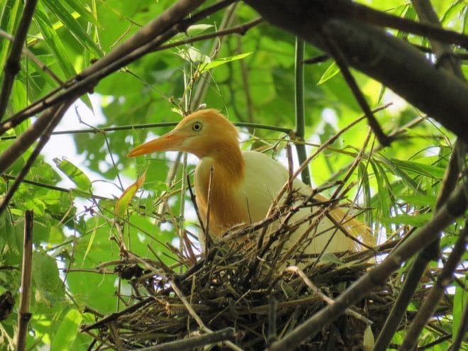From where I was posted, I had good views of the Cattle Egret nests with their young.