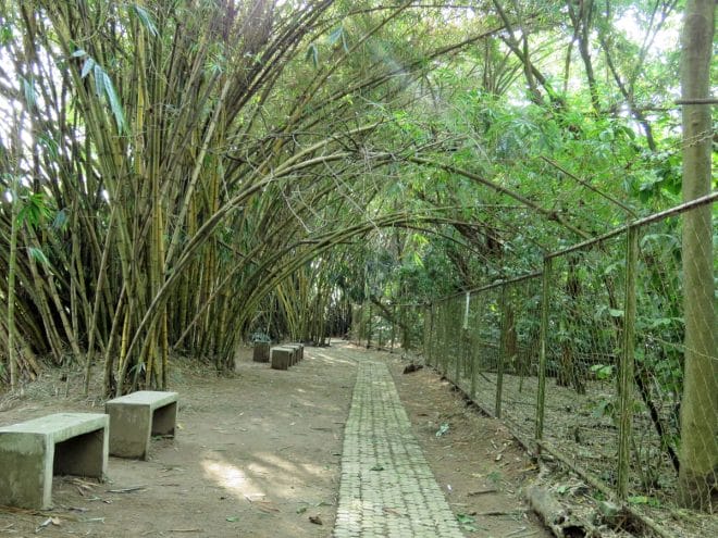 The LGU also leased the property for 10 years. It was recently renewed another 10 years, and will be renewed again for as long as the birds are there. The sanctuary area was also expanded to 1.75 hectares. Its perimeter is now fenced and wardens have been assigned to keep watch round-the-clock. The City Vet also checks for for avian flu yearly.