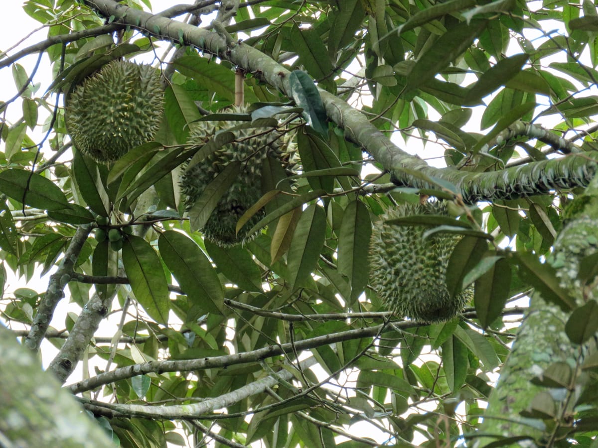 Durian Tree