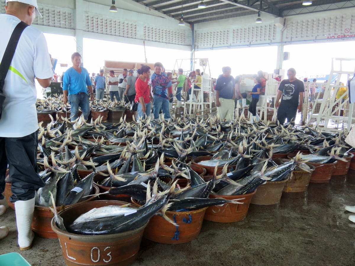 Baby tuna catch at the Gen San fishing port