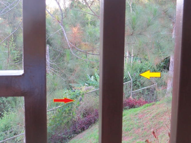 Photo of the two cuckoos side by side. Photo by 