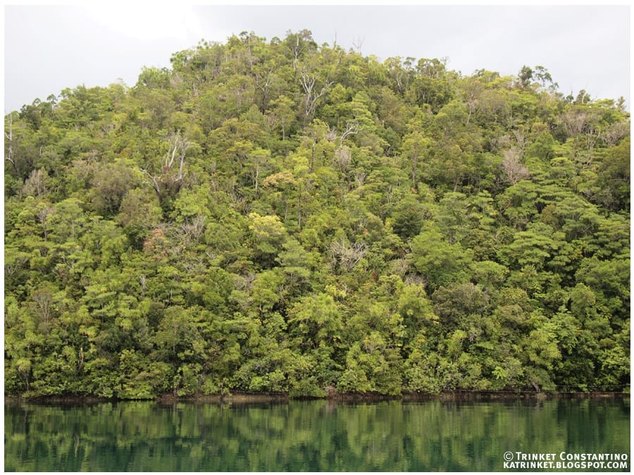 limestone forest