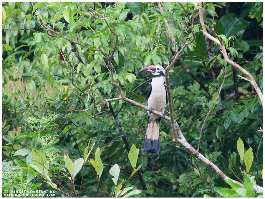 Male Mindanao Tarictic