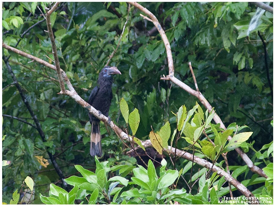 Female Mindanao Tarictic