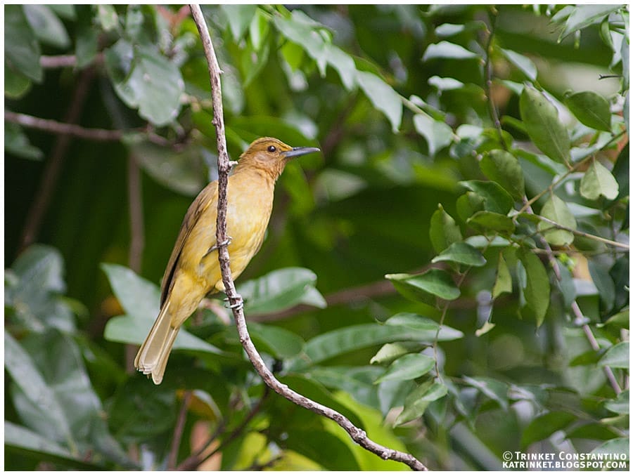 Yellowish Bulbul