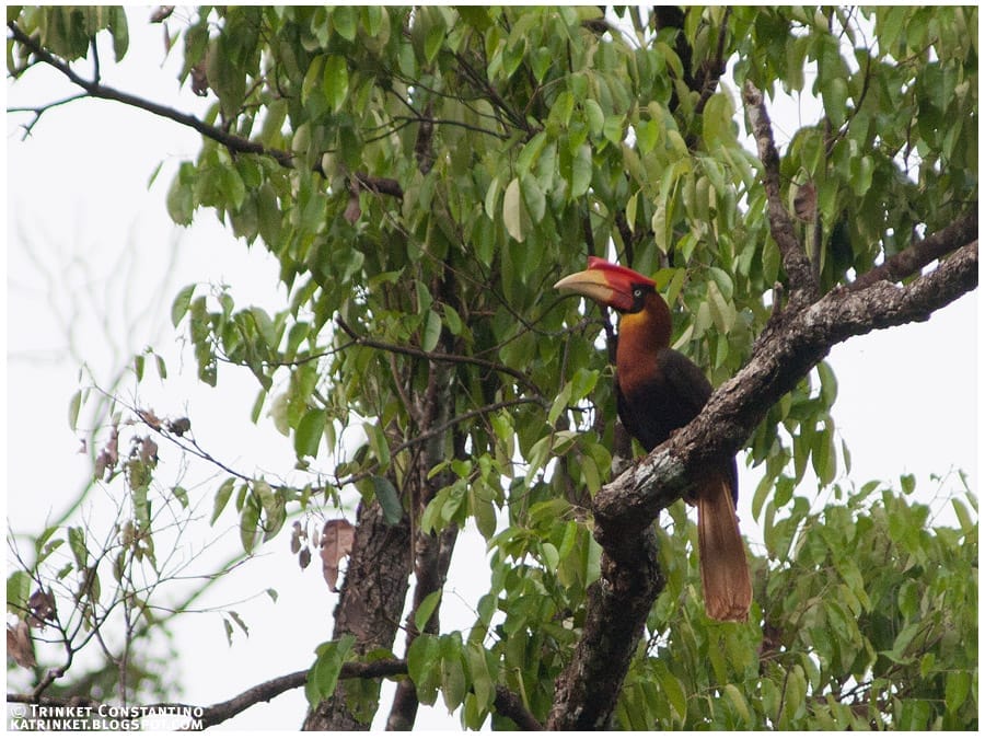 Rufous Hornbill