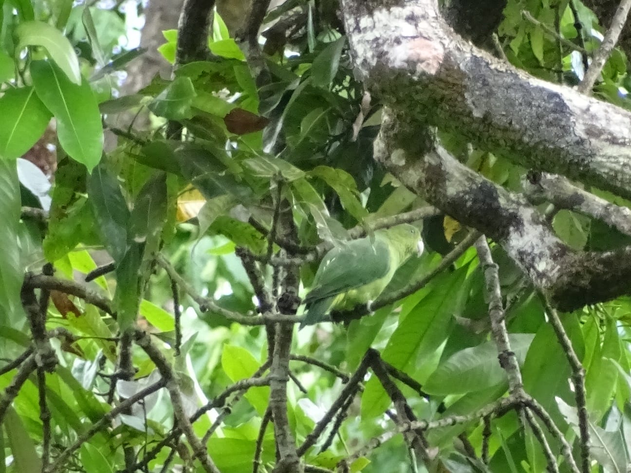 Blue crowned racket tail. Mt. Iglit-Baco. Calintaan. Mindoro Occidental