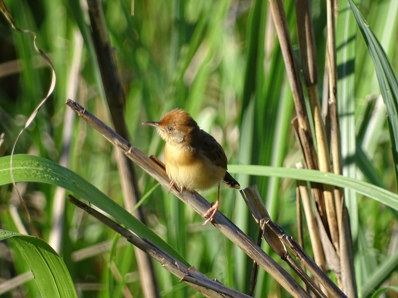 Bright capped Cisticola. Mt. Iglit- Baco national park. 850masl