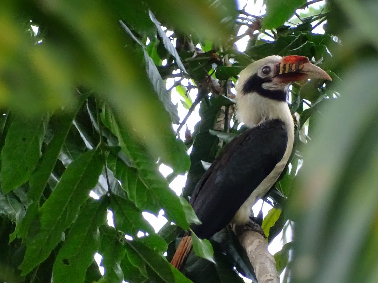 Mindoro Hornbill