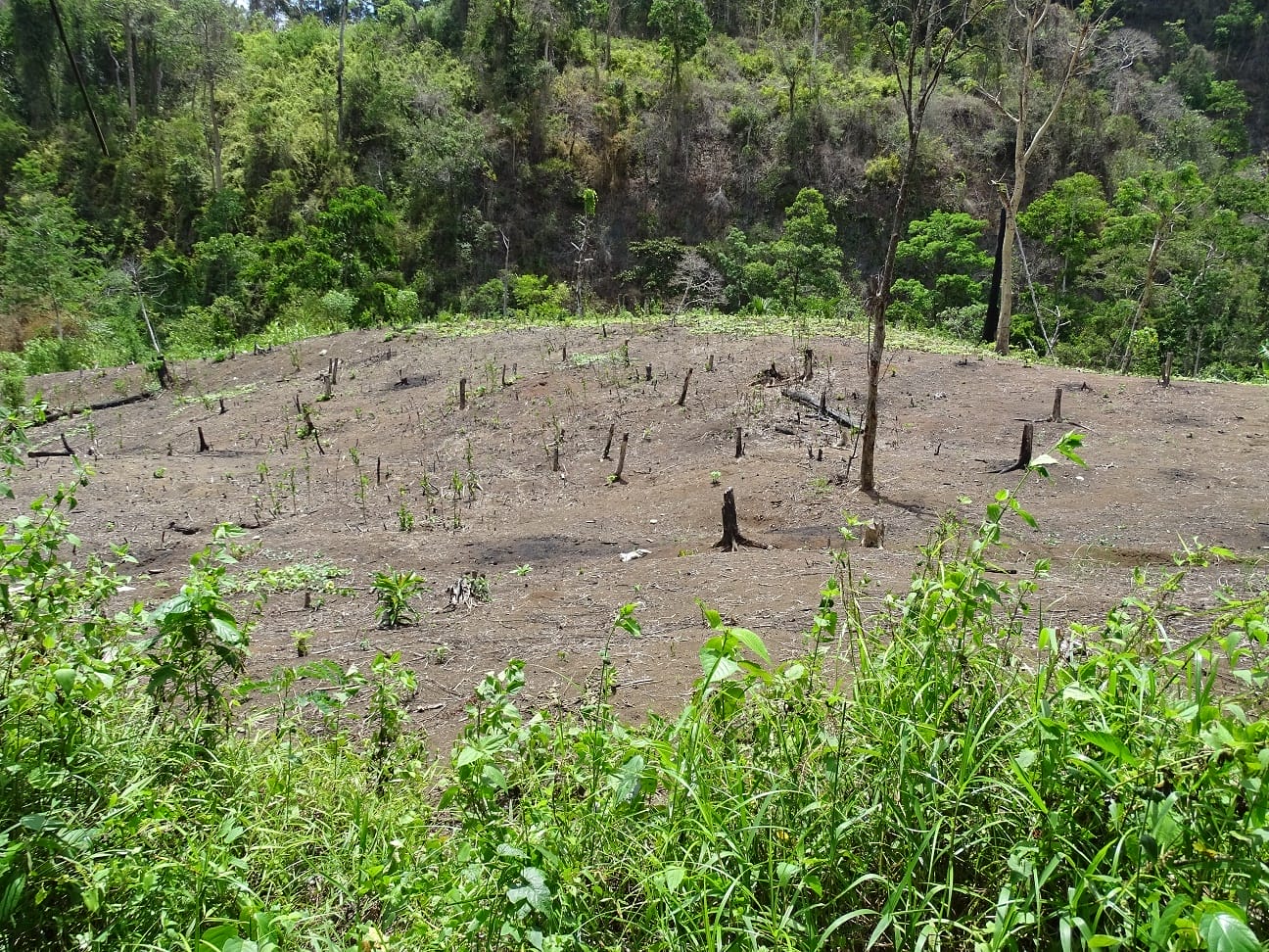 Mt. Iglit park burned forests