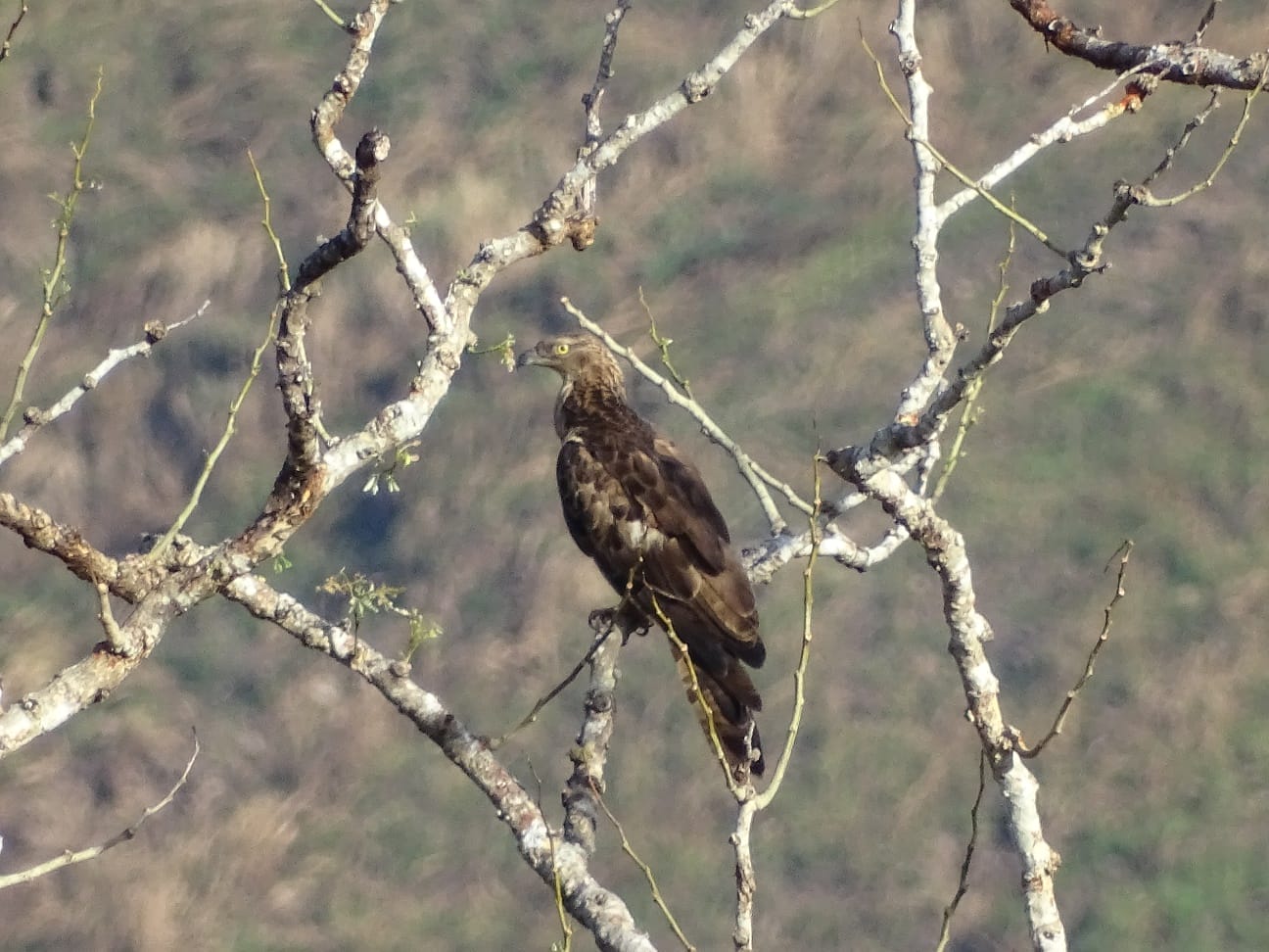 Oriental Honey Buzzard