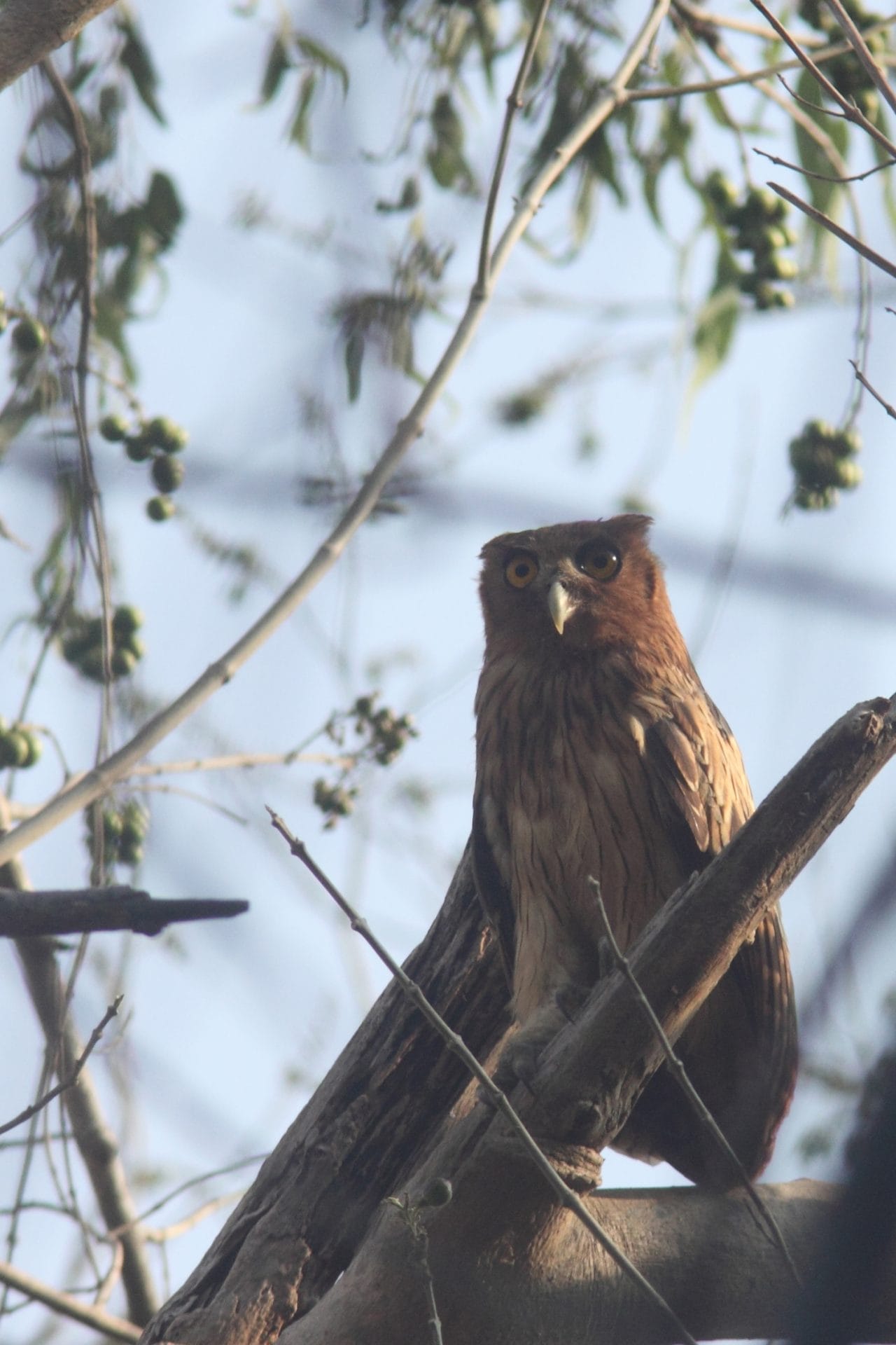 The early morning views of the Philippine Eagle-Owls were the best for photography.