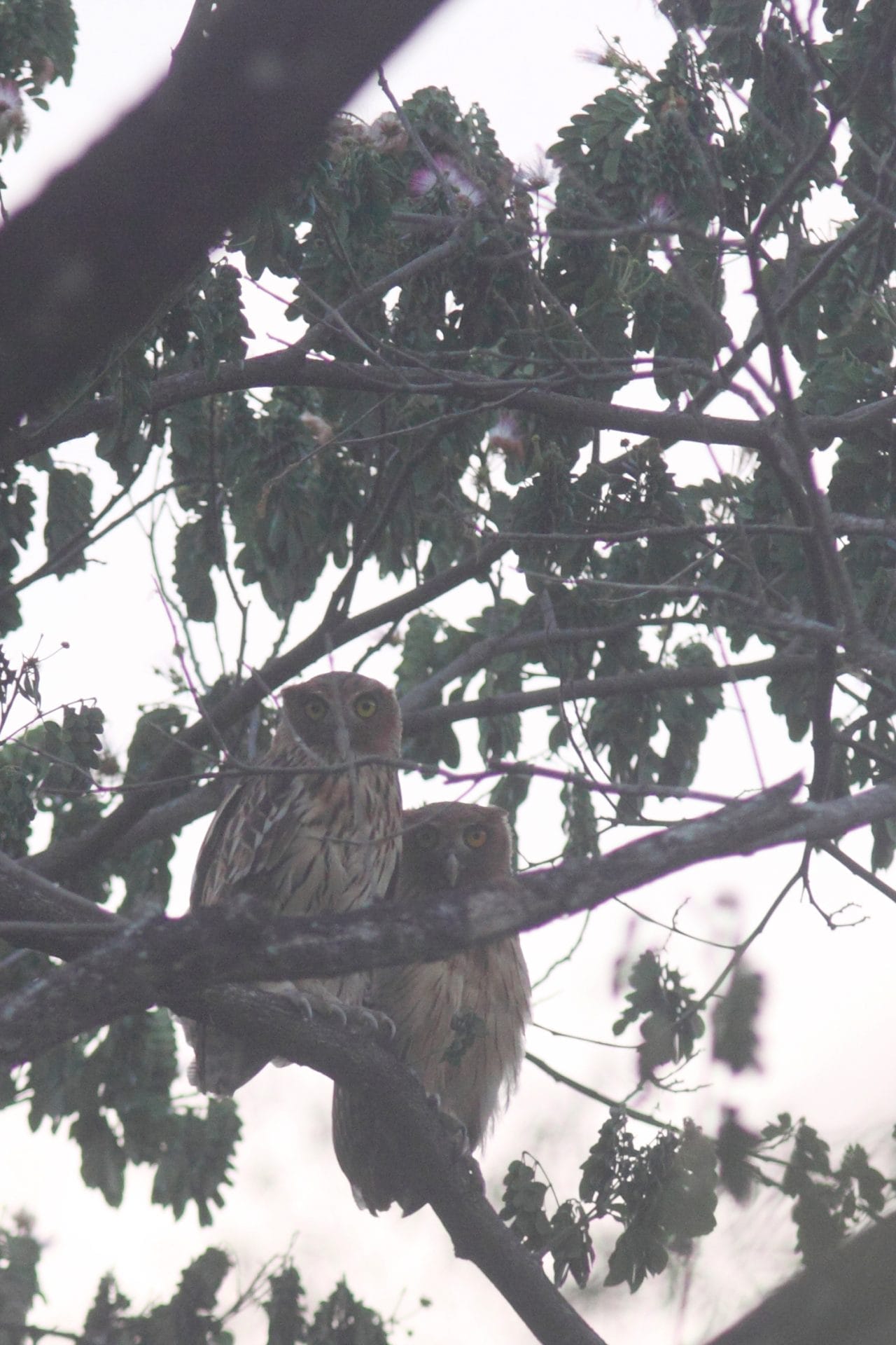 An adult Philippine Eagle-Owl on the left and an immature bird on the right with fainter streaking on warmer ground colour.