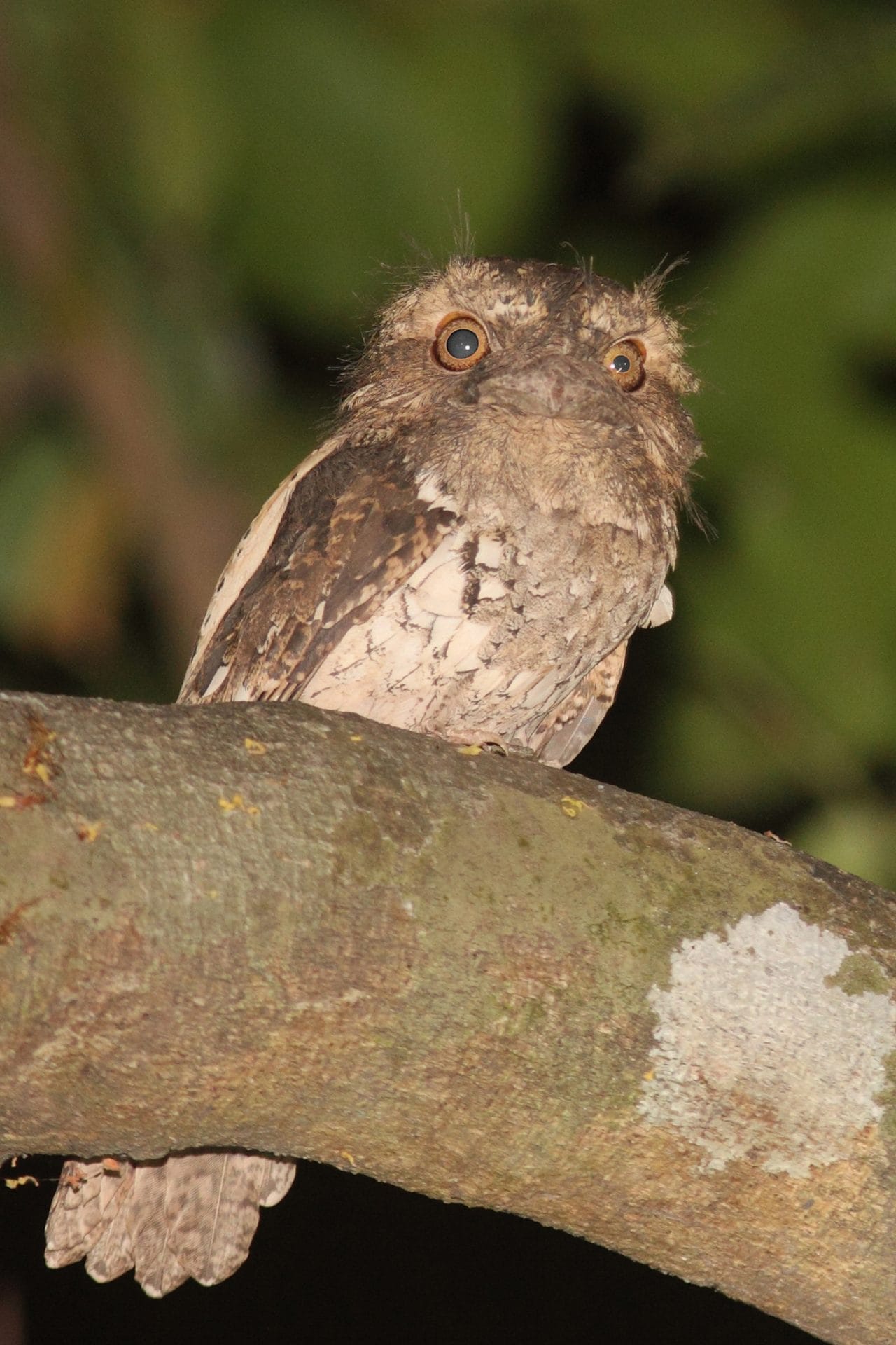 Notice how as the head turns, the two pupils react differently to the light. In humans this would suggest neurological problems but apparently not so in some nocturnal birds.