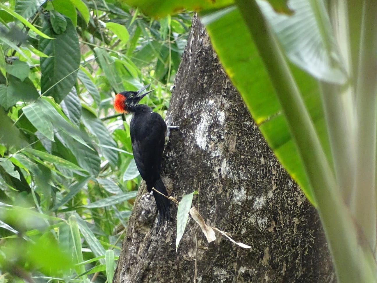 White-bellied Woodpecker