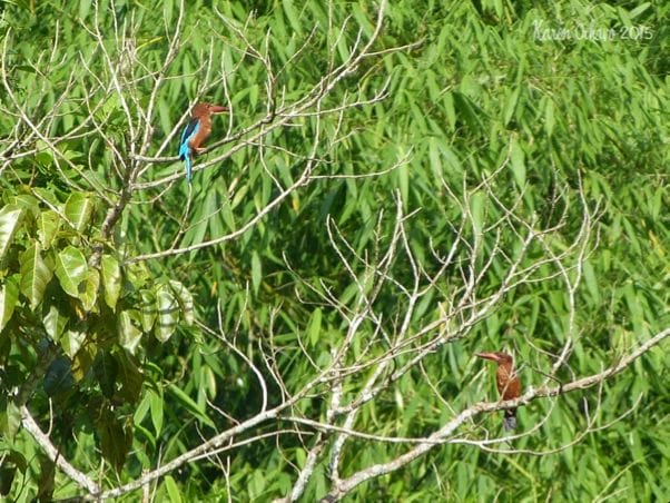 Brown-breasted Kingfishers. Photo by Karen Ochavo