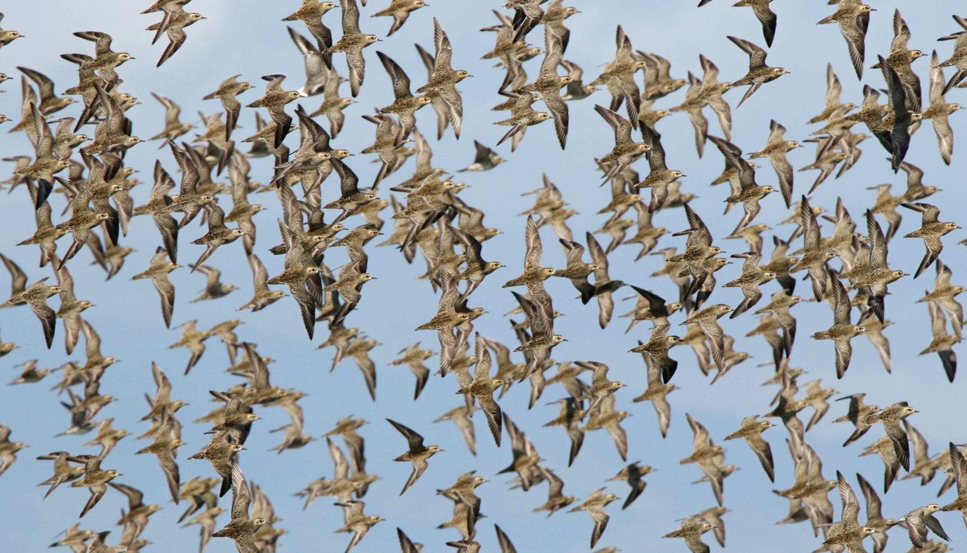 #11. Pacific Golden Plover. At the salt pans at high tide, returning to the beach at low tide, I have counted more than one thousand of this species at the site. With other large roosts around the Gulf of Davao I believe that Southern Mindanao holds a significant percentage of the world population during winter. Photo by Pete Simpson.