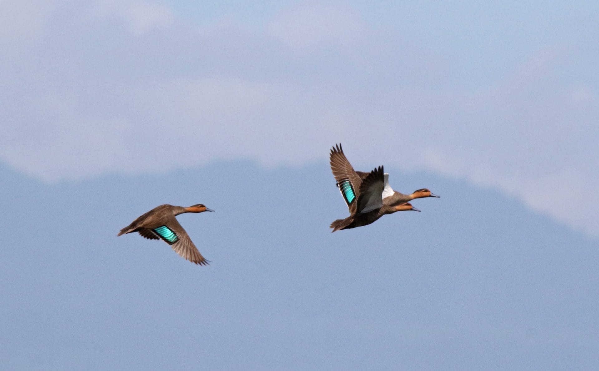 Philippine Duck. Photo by Pete 