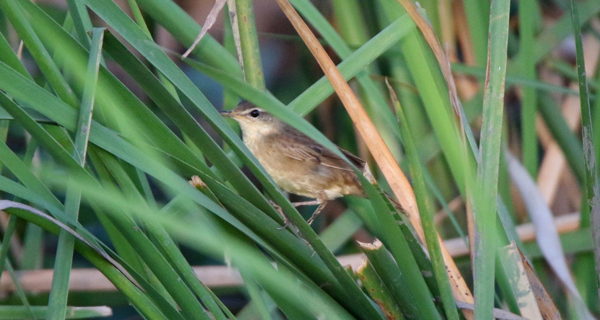 14 Skulking in the grass, a wintering Middendorff's Grasshopper Warbler. Photo by Pete SImpson.