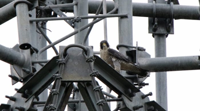 Viewed from the small hotel car park, a telecom tower holds a winter visiting calidus Peregrine Falcon. Photo by Pete SImpson.