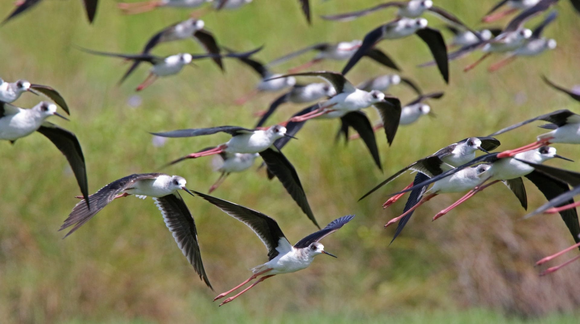 Stilts behind the hotel. Photo by Pete SImpson.