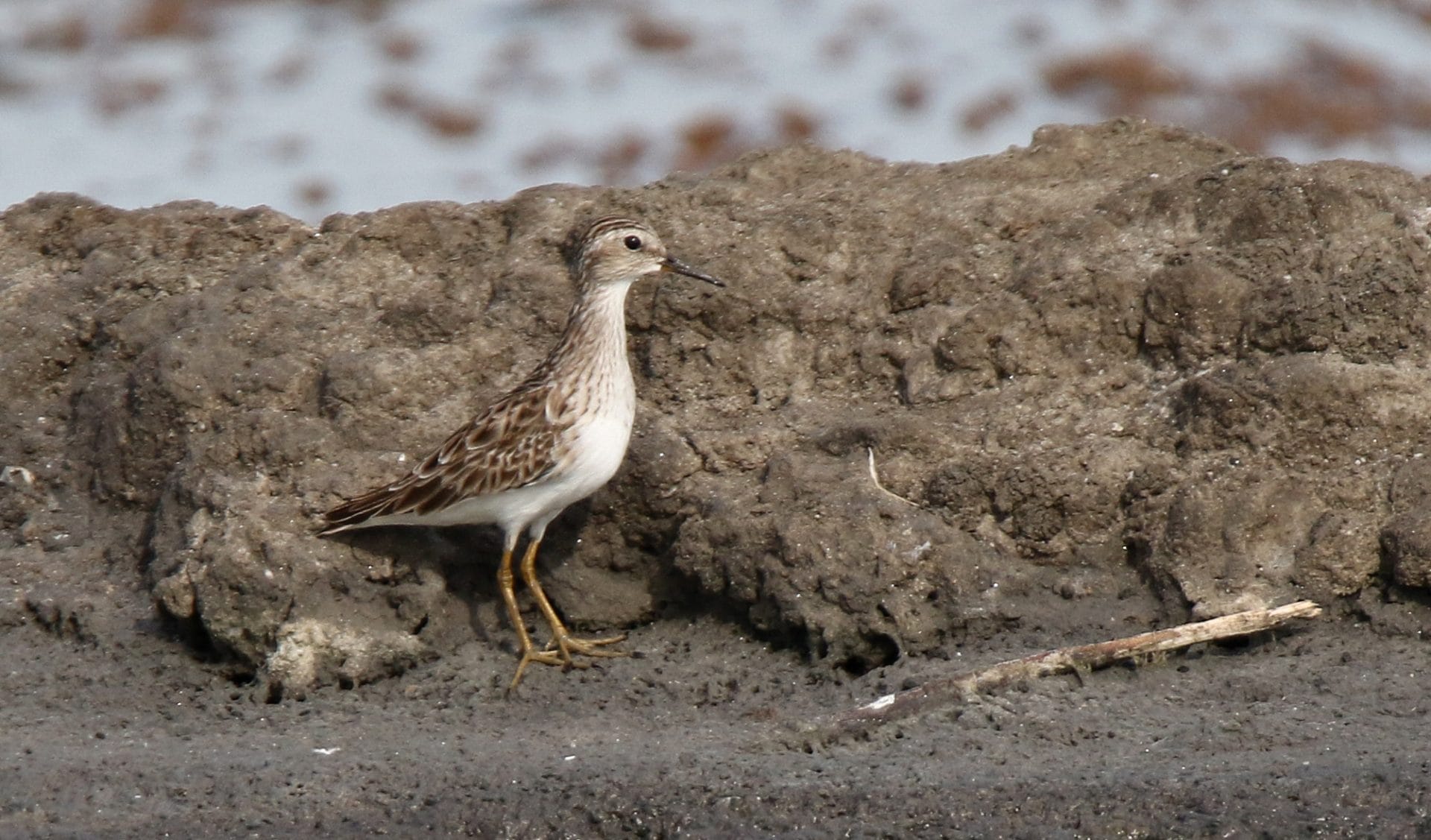 Already working the salt pans at dawn. Photo by Pete SImpson.