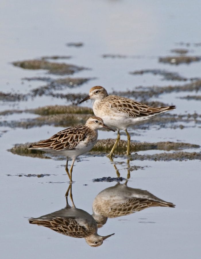 #9 Sharp-tailed Sandpiper. Photo by Pete SImpson.