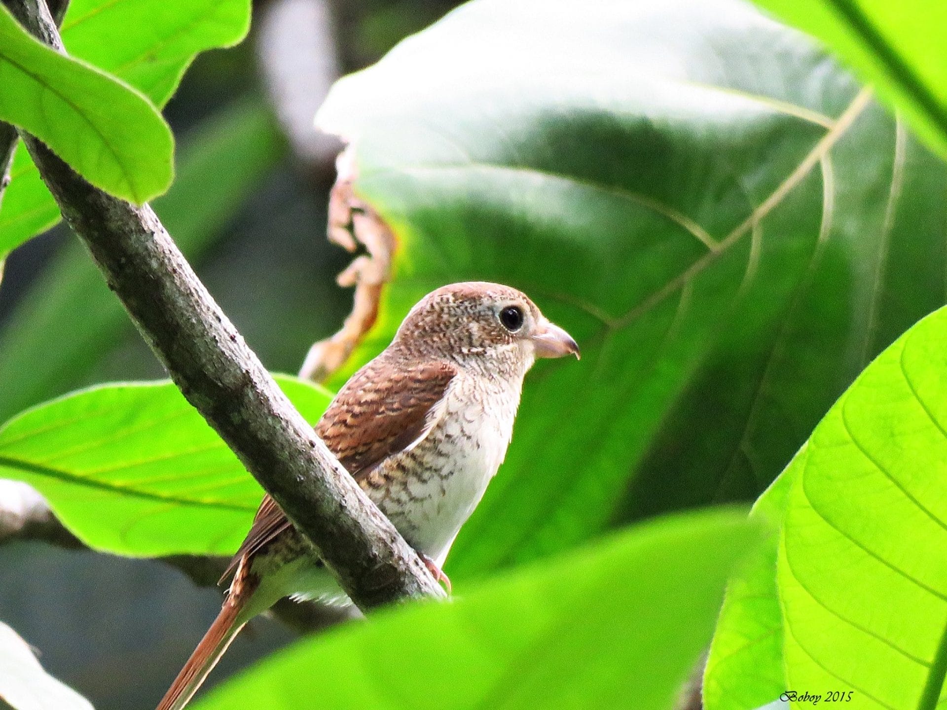 Tiger Shrike. Photo by Lando Inclan.