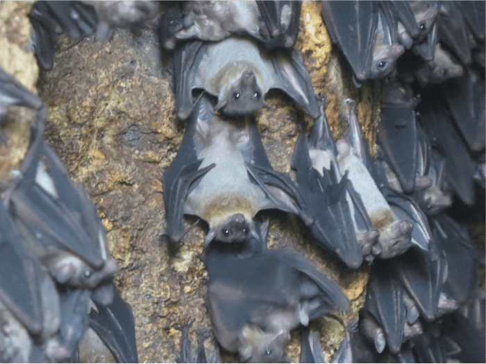 Thousands of Geoffrey’s Fruitbat hanging and seen from a cave in Danjugan. Photo by Mark B.