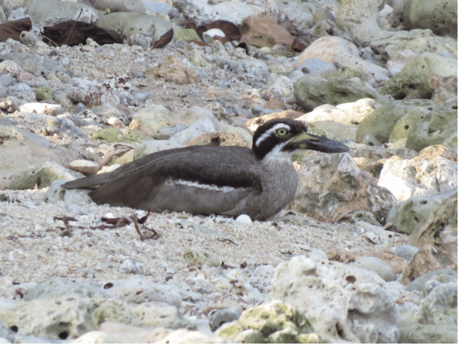 Resting Beach Thick-knee on Tabon Beach. Photo by Mark B.