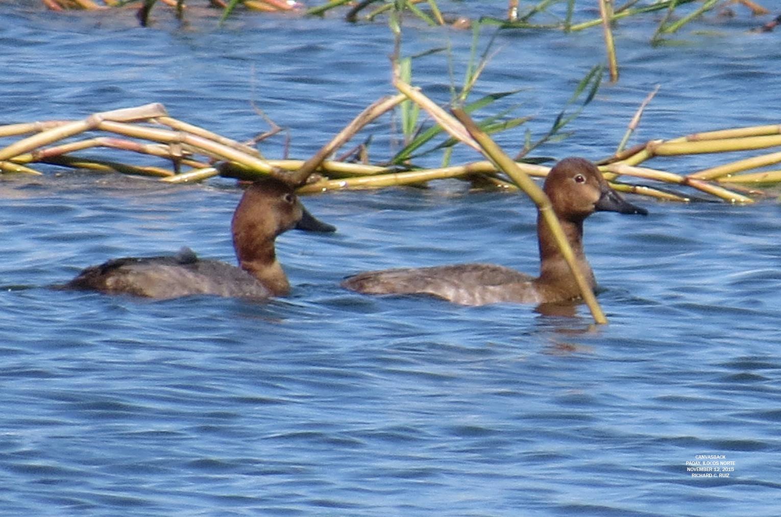 Canvasback Ducks. Photo by Richard Ruiz.