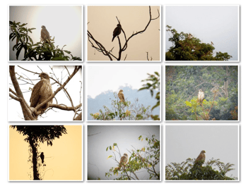 Perched and roosting Grey-faced Buzzards where easily seen from a distance in the open fields and foothills of Patapat mountains in the afternoons, during the peak migration period last March. 