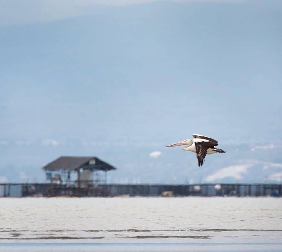 australian-pelican_ivan-sarenas