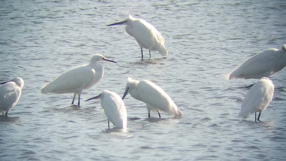 16114710_10211764978705897_1111156984499014083_n