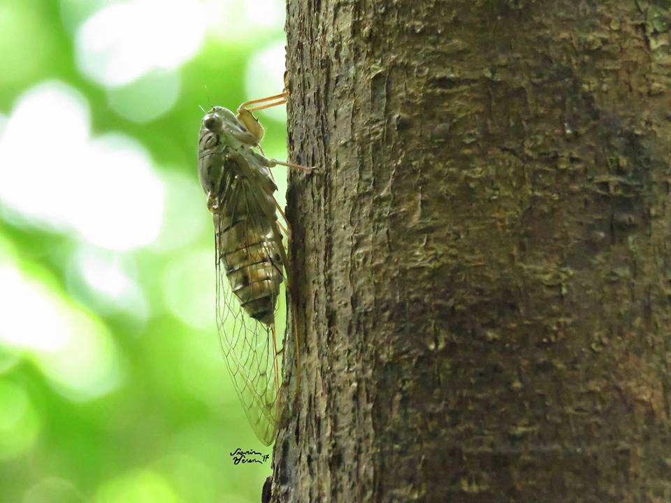 Cicada