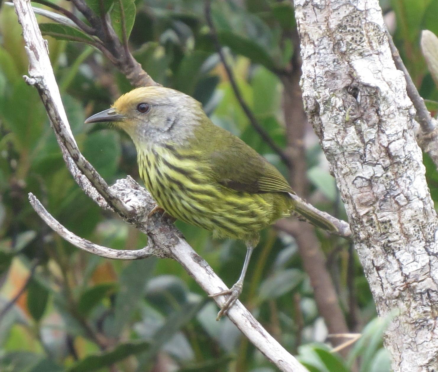 Palawan Striped Babbler (crop)