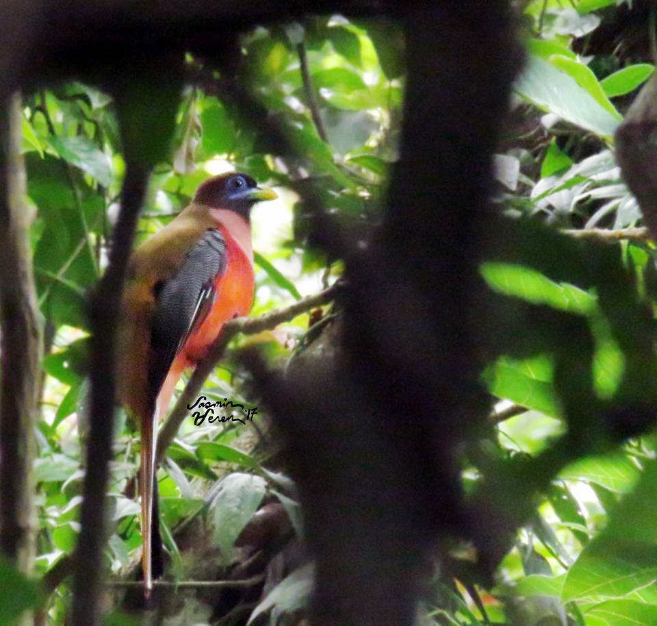 PTrogon