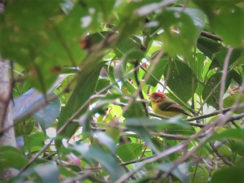 Yellow-breasted WarblerAllan