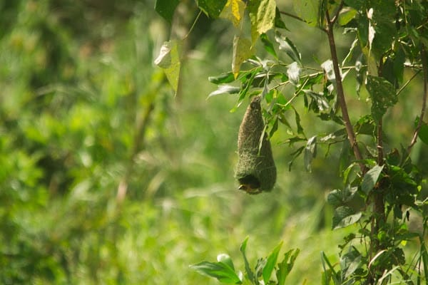 Baya Weaver's nest